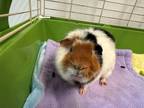 Adopt Bubbles a Guinea Pig