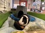 Adopt Sam a Guinea Pig