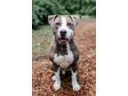 Adopt Frankie a American Staffordshire Terrier