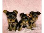 CR Yorkshire terrier puppies