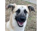 Adopt Echo a Shepherd, Husky