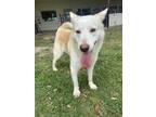 Adopt WYLIE a Siberian Husky, Mixed Breed