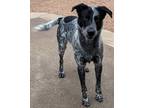 Adopt Bandit a Australian Cattle Dog / Blue Heeler, Mixed Breed