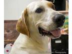 Adopt Samson a Great Dane, Yellow Labrador Retriever