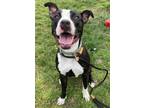 Adopt Woods a Pit Bull Terrier
