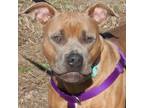 Adopt Rinestone Cowboy a American Staffordshire Terrier