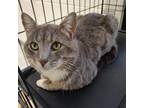 Adopt Smokey Joe a Domestic Short Hair