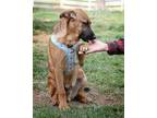 Adopt Franz a German Shepherd Dog, Labrador Retriever