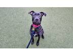 Adopt Scooby a Pit Bull Terrier, Mixed Breed