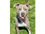 Adopt King Cyrus a Pit Bull Terrier, Mixed Breed