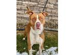Adopt Kenny a Pit Bull Terrier, Mixed Breed