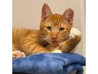 Adopt Thomas a Tabby, Domestic Short Hair