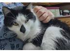 Adopt Husky a Domestic Short Hair