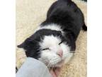 Adopt Larry (Adoption Fee Sponsored!) a Domestic Short Hair