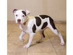 Adopt Alvie a Pit Bull Terrier, American Bully