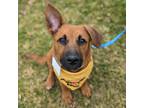 Adopt Sardonyx a Shepherd, Australian Kelpie