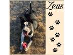 Adopt Zeus a Pit Bull Terrier