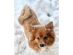 Adopt Teddy a Pomeranian