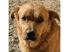 Adopt Rambo (CP) Adopt Me! a Golden Retriever, Shepherd