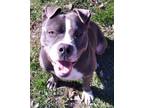 Adopt Boston a Pit Bull Terrier