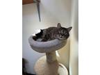 Adopt Manny a Domestic Short Hair