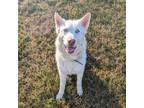 Adopt Josh a Siberian Husky, Mixed Breed