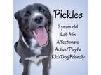 Adopt Pickles a Labrador Retriever, Border Collie