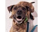 Adopt Gunner Sam a Pit Bull Terrier