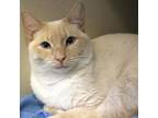 Adopt Milo a Siamese, Domestic Short Hair