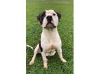 Adopt SPIKE a Staffordshire Bull Terrier