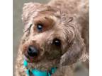 Adopt Rover a Golden Retriever, Poodle