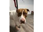 Adopt Oliver a Pit Bull Terrier