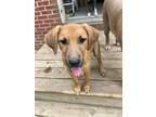 Adopt Daltry a Labrador Retriever