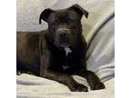 Adopt Harlow a Pit Bull Terrier, American Staffordshire Terrier