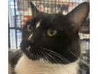 Adopt SIMBA a Domestic Short Hair