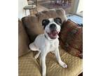 Adopt REGGIE a Pit Bull Terrier, American Staffordshire Terrier