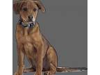 Adopt Maxwell a Rottweiler, Mountain Cur