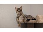 Adopt Brent a Tabby, Domestic Short Hair