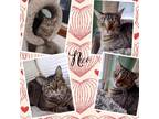 Adopt Nico a Domestic Short Hair, Tabby