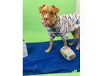 Adopt Flute a Pit Bull Terrier, Cattle Dog