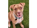 Adopt Flute a Pit Bull Terrier, Cattle Dog