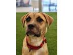 Adopt Piccolo a Pit Bull Terrier, Cattle Dog