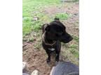 Adopt Bobby a Black Labrador Retriever