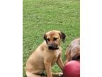 Adopt Luke Duke a Black Mouth Cur