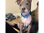Adopt Wags a Pit Bull Terrier, Mixed Breed