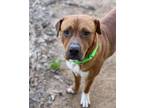 Adopt Biff a Mastiff