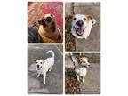 Adopt Luca a Jack Russell Terrier, Mixed Breed