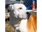 Adopt Goose a Pit Bull Terrier