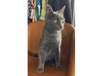 Adopt Blue a Domestic Short Hair