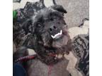 Adopt Bugsy **Loves to play ball** a Schnauzer